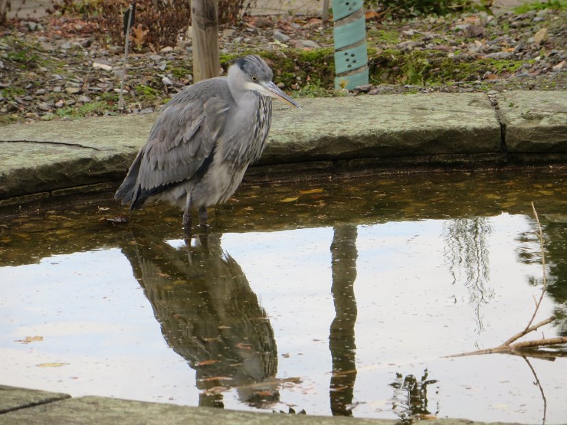 Der Reiher ist immer in Ruhe